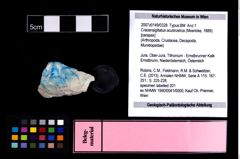 NHMW-GEO-2007z0149-0328_Ol_01.tifCracensigillatus acutirostrus (Moericke, 1889)  (NHMW-GEO-2007z0149-0328)